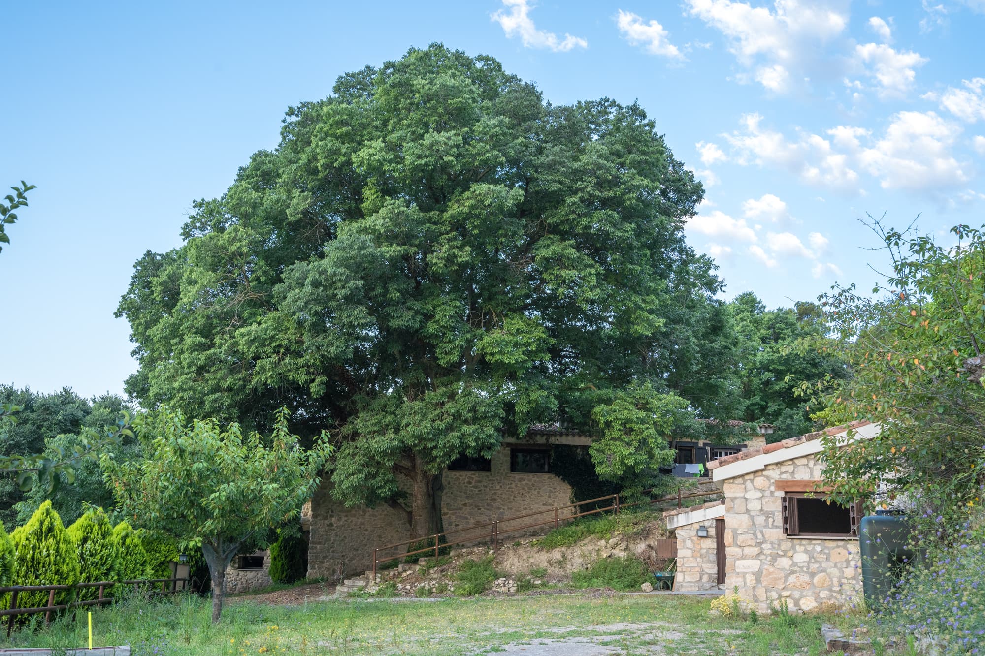 Im Grünen: Baum & Masia