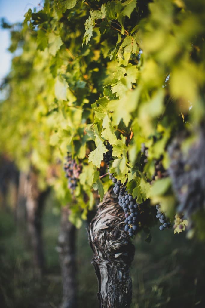 Weinberg – Natur und Ruhe